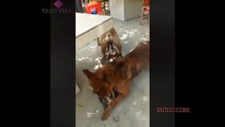 PAS SEDANG MESUM ASIK2AN, RUPANYA DI CIDUK SAMA SUAMINYA, SI PELAJING DI HAJAR SAMPE TEPAR WKWKWK PAS SEDANG MESUM ASIK2AN, RUPANYA DI CIDUK SAMA SUAMINYA, SI PELAJING DI HAJAR SAMPE TEPAR WKWKWK