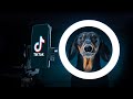 Sorry daddy, I'm TikToker! Cute & funny dachshund dog video!