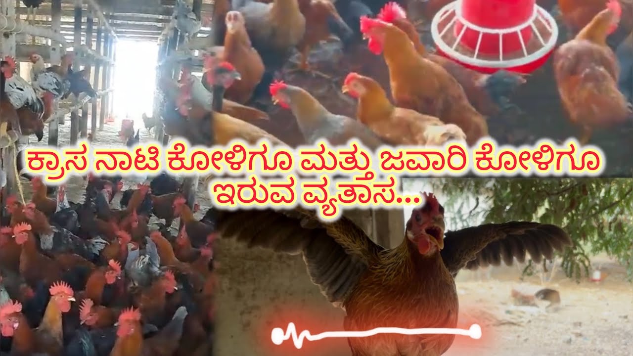 ಕ್ರಾಸ ನಾಟಿ ಕೋಳಿಗೂ ಮತ್ತು ಜವಾರಿ ಕೋಳಿಗೂ ಇರುವ ವ್ಯತಾಸ...