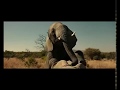 المقطع الممنوع من العرض ! رجل داخل الفيل  انظر ماذا حدث له داخل الفيل