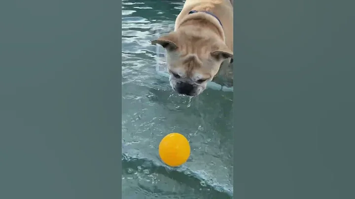 A boy and his ball  #frenchbulldog #capecoral #ball