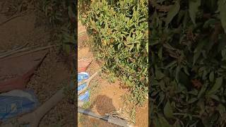 పసుపు హార్వెస్ట్ చేసాము #day2 #harvesttime #turmeric #funtime #artisticworld #love #smellgood
