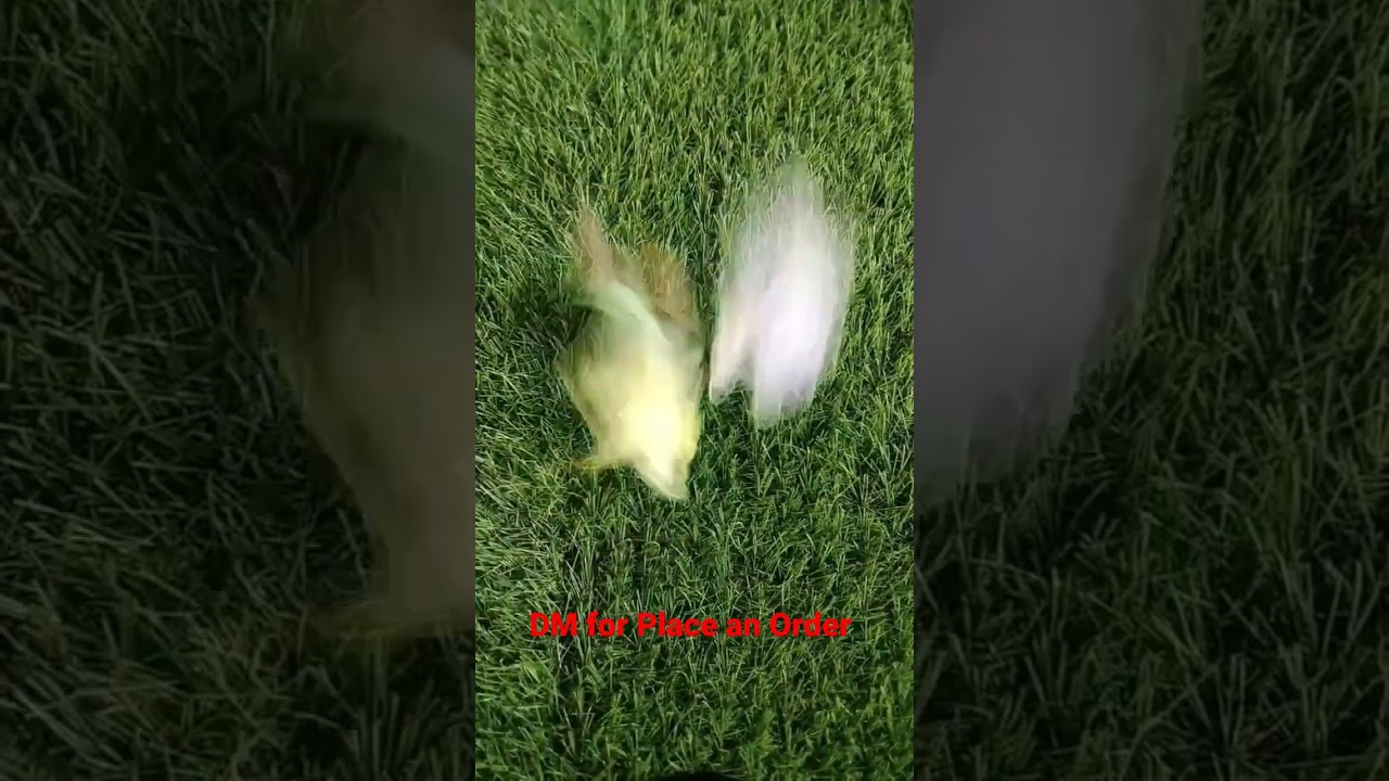 Rainbow 🌈 Butterfly 🦋 Hair Clip Card