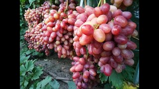 Топ сверх ранних и ранних сортов винограда!🍇🍇🍇 часть 2. Тел.+79054033245,WhatsApp Viber+79528500417.