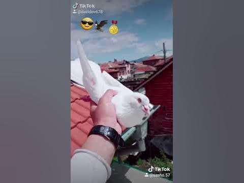 Пазарджишки гълъби 🦅 - YouTube