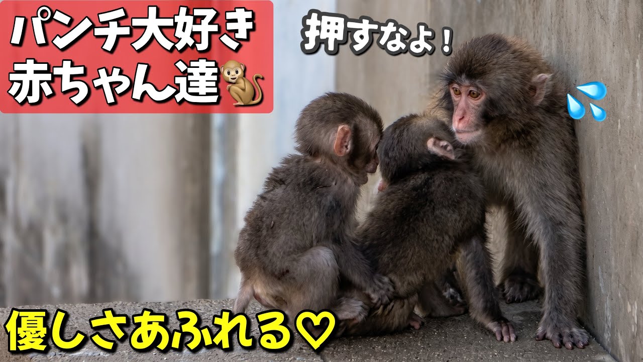 Big Brother Punch Hugs 2 Baby Monkeys! Heartwarming Surprise Right