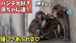 【パンチくん🐵】2匹の赤ちゃんからハグされ優しく抱きしめる兄パンチ♡閉園間際のサプライズ映像の全て‼️