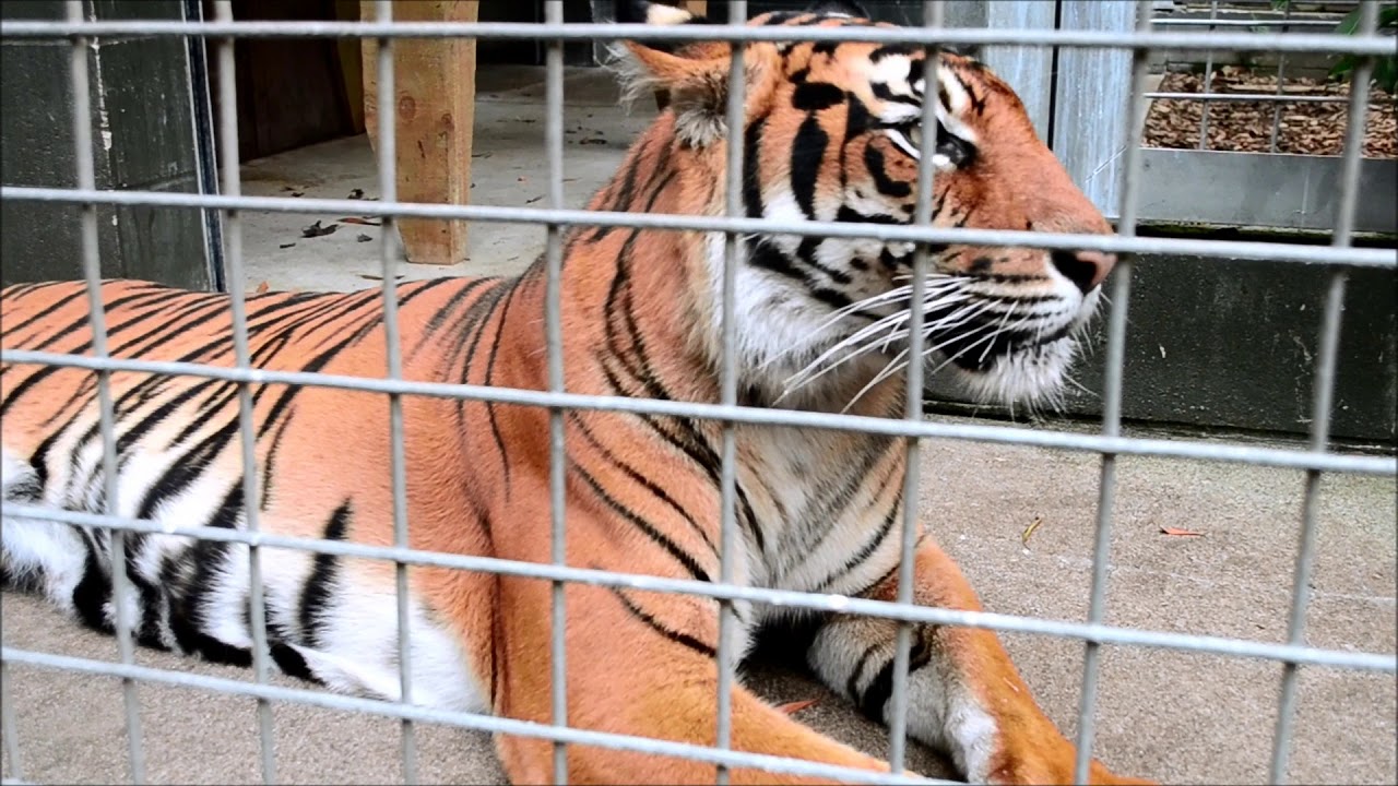 Sumatran Tiger Encounter at Hamilton Zoo