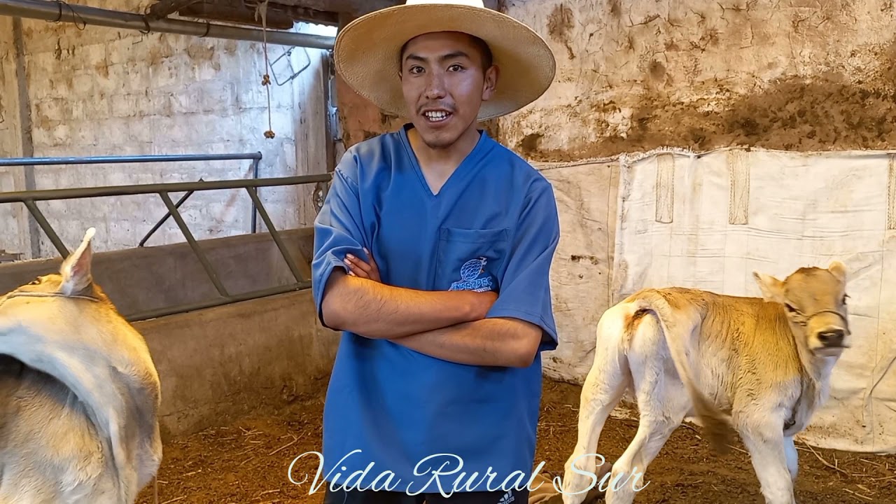 ESTABLO NUEVA ALIANZA  de Posocconi ASILLO