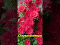 Chrysanthemum Red And Green Shorts Chrysanthemum Red And Green Shorts