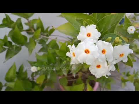 Video: Murraya Orange Jasmine - Dyrking av appelsinsjasminplanter i hagen