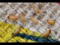 How To Get Rid of Carpet Beetles || How to get rid of carpet beetles naturally