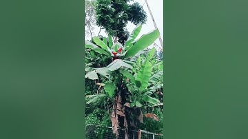 CÁC LOẠI QUẢ NÓI BẰNG TIẾNG TÀY SẼ NÓI THẾ NÀO CÙNG XEM VIDEO NHÉ