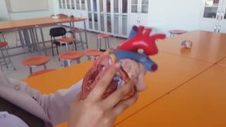 Kalp Anatomisi 4