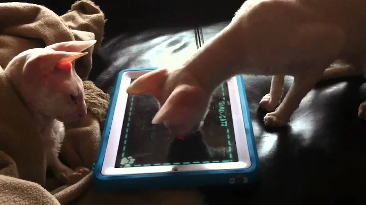 Video 2240181: cornish rex cat playing, cat love game, lovely white cat