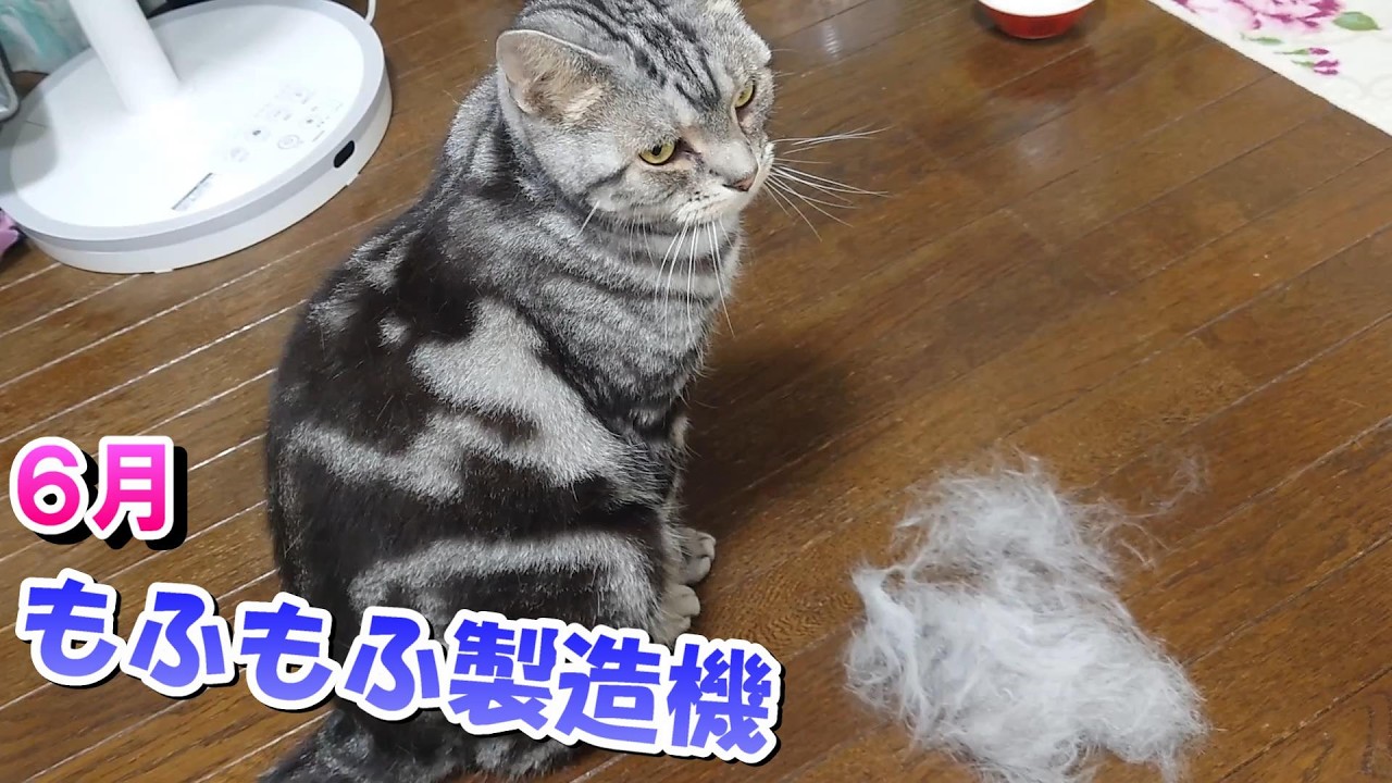 抜け毛のシーズンですよ！猫さんブラッシング（アメリカンショートヘア