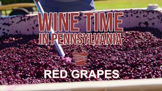 Red Grapes Harvest and Preparation | Wine Time - Season 2, Ep 5