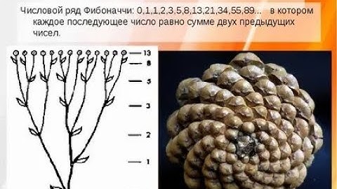2 способа вычисления чисел Фибоначчи: реализация на python