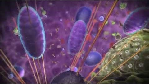 ATP Synthase