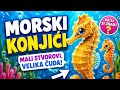 Morski konjići – najneobičnije morske ŽIVOTINJE! 🩵 