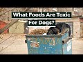 What can dogs not eat what foods are toxic for dogs
