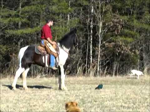 big-jake-beginner-safe-bombproof-fun-tennessee-walking-horse-for-sale