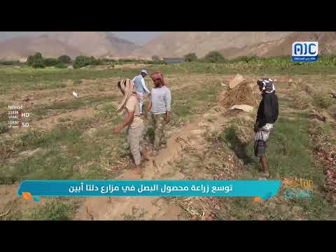صباحك ياعدن | توسع زراعة محصول البصل في مزارع دلتا أبين &quot; تقرير&quot;