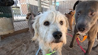 Dog TV Daycare #22 by Dog Playgroup Stories 80,502 views 3 months ago 5 hours, 38 minutes