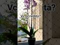 ORQUÍDEA LINDA #2025 #plantas #natureza #like #youtube #mensagem