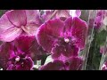 Свежий завоз орхидей в Леруа Мерлен 25 июня 2020  г. Что с ценами?))))