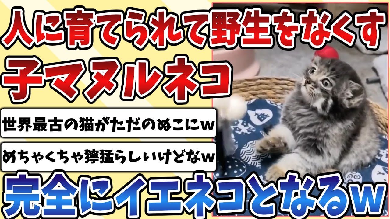 【2ch動物スレ】保護されて人に育ててもらった子供の『マヌルネコ』、最古の猫がイエネコとなる様子がこちらｗｗｗ