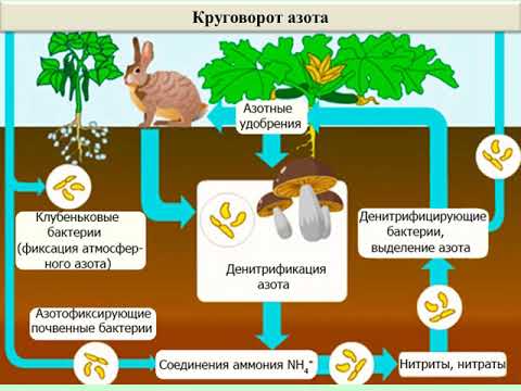 Урок 4.  Круговорот веществ в биосфере. Биология 11 кл.