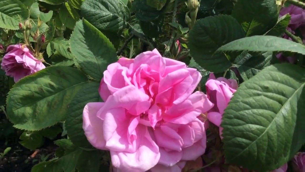 Beautiful Scented Pink Damask Rose Flowers In Garden damask roses 