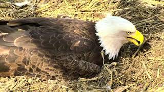 Decorah North Eagles Cam 05-17-2018 14:36:38 - 15:36:38