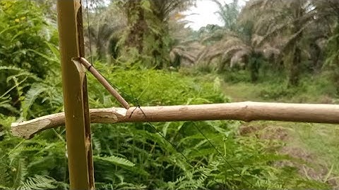 jebakan burung pakai ranting kayu termudah sedunia