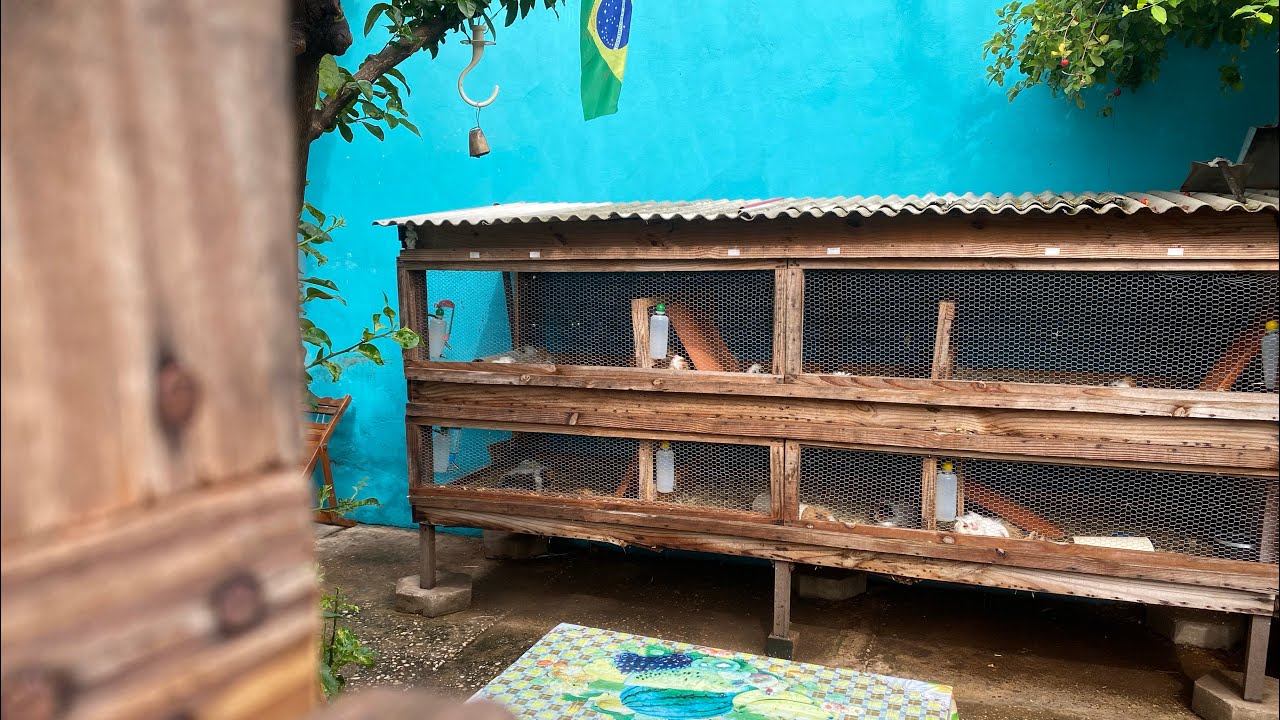 Criação profissional de porquinhos da índia 🐹