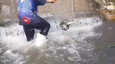 Cast net falling underwater and  cast Net and bait catching video | amezing fishing #fishingvideo