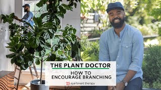 How To Encourage Branching The Plant Doctor