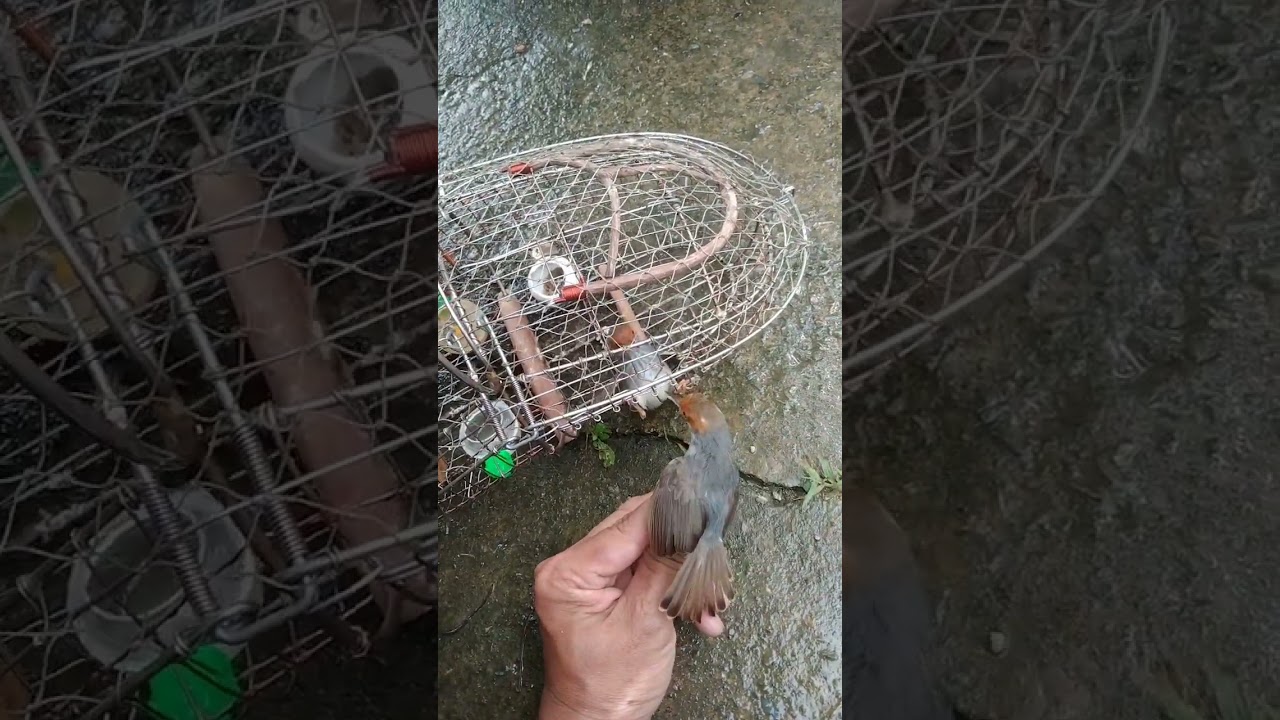 Tuyển tập bẫy sâu đầu đỏ miền tây 