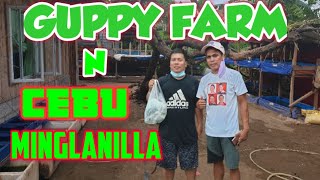 GUPPY FARM TOUR AT CEBU MINGLANILLA #guppy #guppyfarm #fish