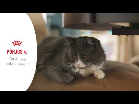 Video: Kas Kassid Võivad Olla Taimetoitlased? Teine Osa - Nutrition Nuggets Cat