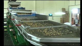 A TOUR IN A MACADAMIA NUTS PROCESSING FACTORY
