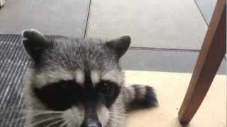raccoon tricks betty