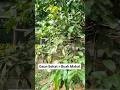 Perawatan Kelengkeng Langsung #buah #video #reels #petani #organik #fruit #europe #farming #usa