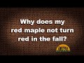 Q&amp;A – Why does my red maple not turn red in the fall?