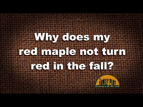 Video: Frunze de copac de culoare roșie - tipuri de copaci care devin roșii toamna