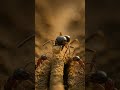 चींटियाँ traffic में क्यों नहीं फँसती| How Ants Avoid Traffic |कैसे चलती है चींटियों की perfect line