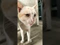 டேய் இந்த பூமி சுத்துறது நின்னுட்டா என்ன பண்றது #cat