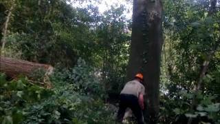 Tree Felling in the Lake District.wmv