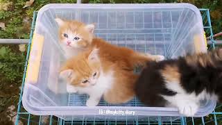 Download lagu Suara Anak Kucing - Kucingmu Dijamin Bingung - Kittens Meowing Sound mp3